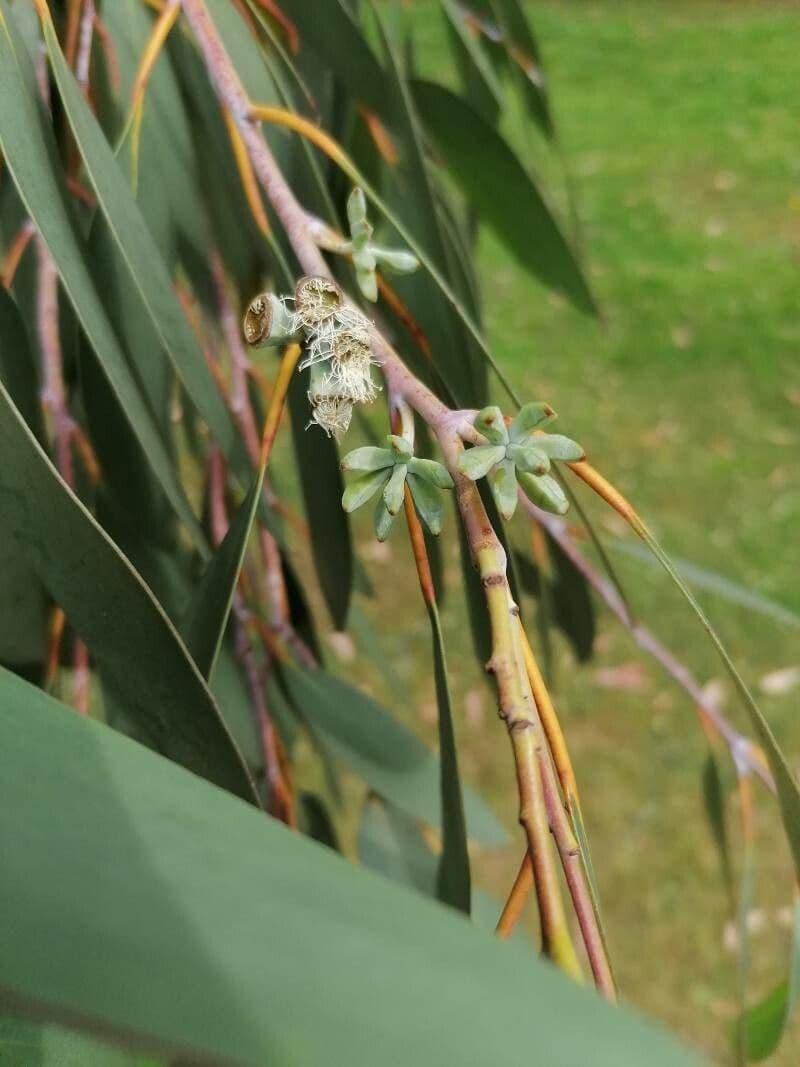 Schnee-Eukalyptus 3