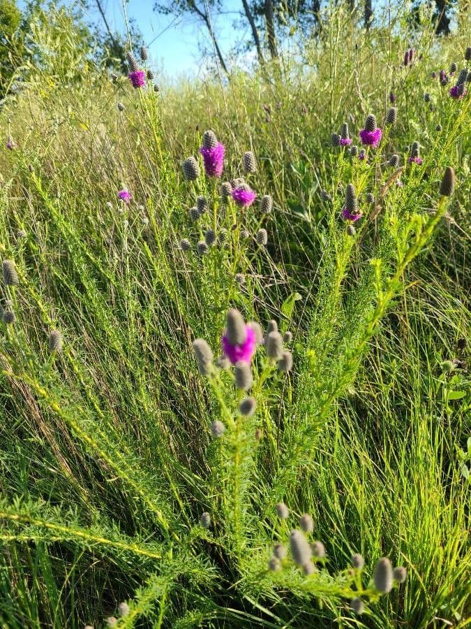 Dalea purpurea 4