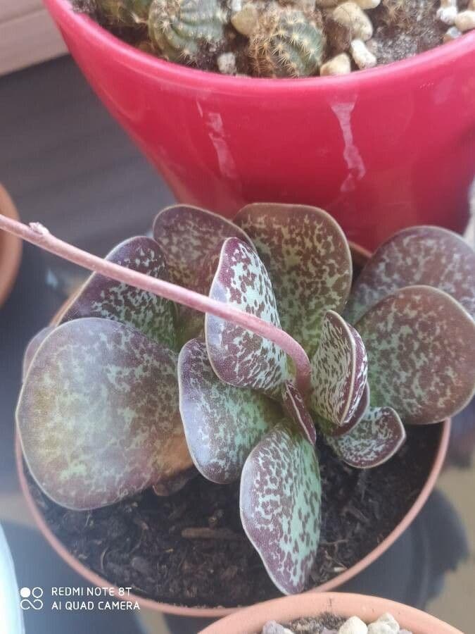 Adromischus 3