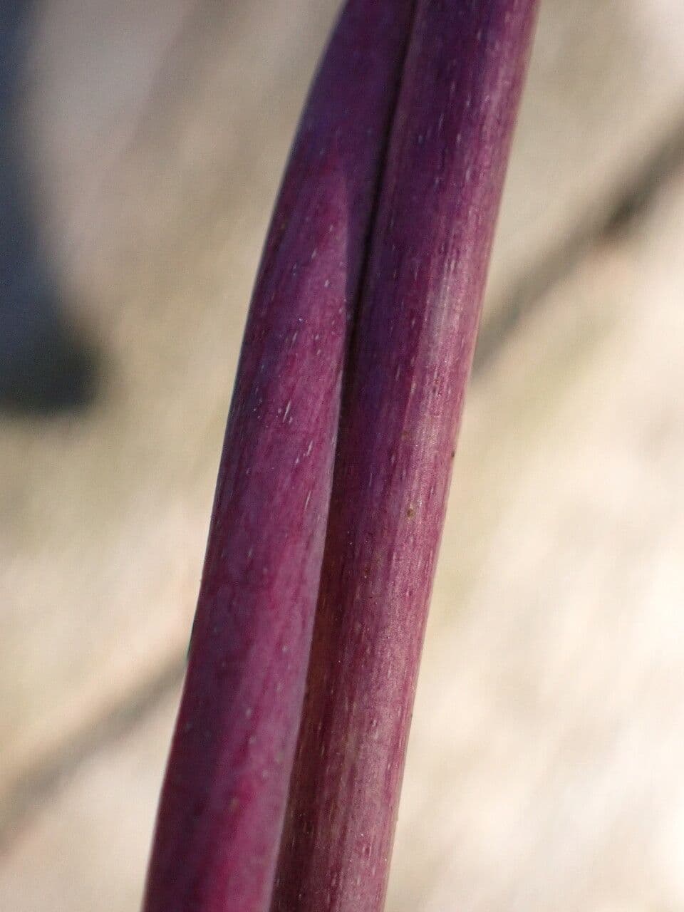 Wald-Geißblatt 25