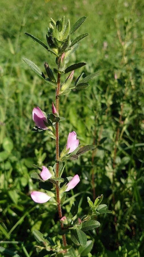 Ononide spinosa 12