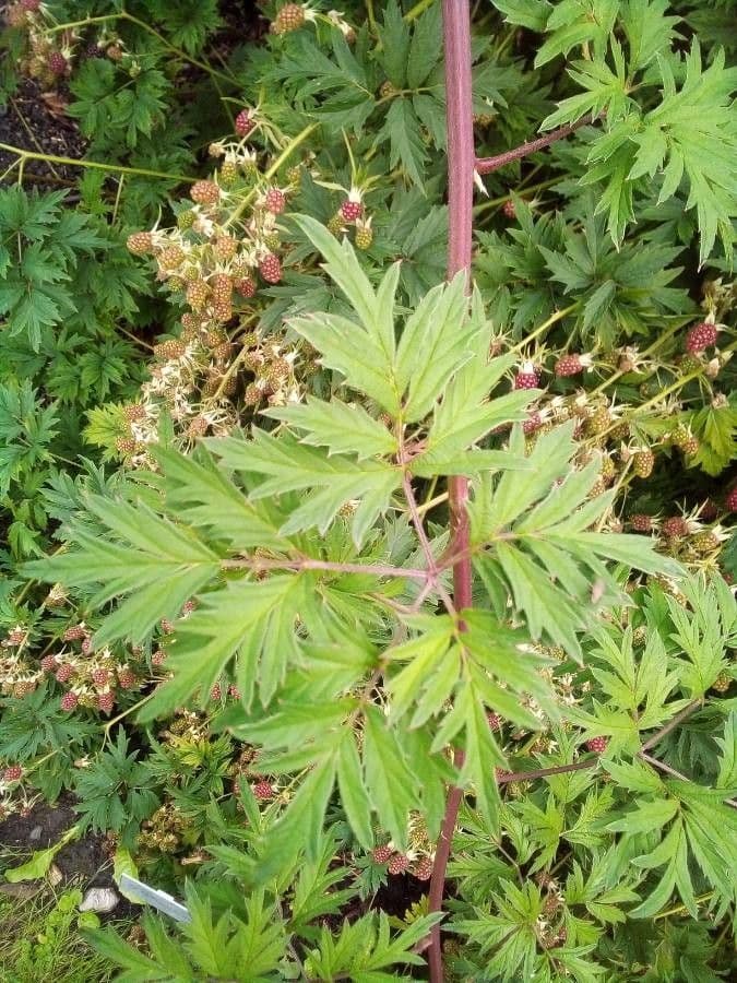 Schlitzblättrige Brombeere 20