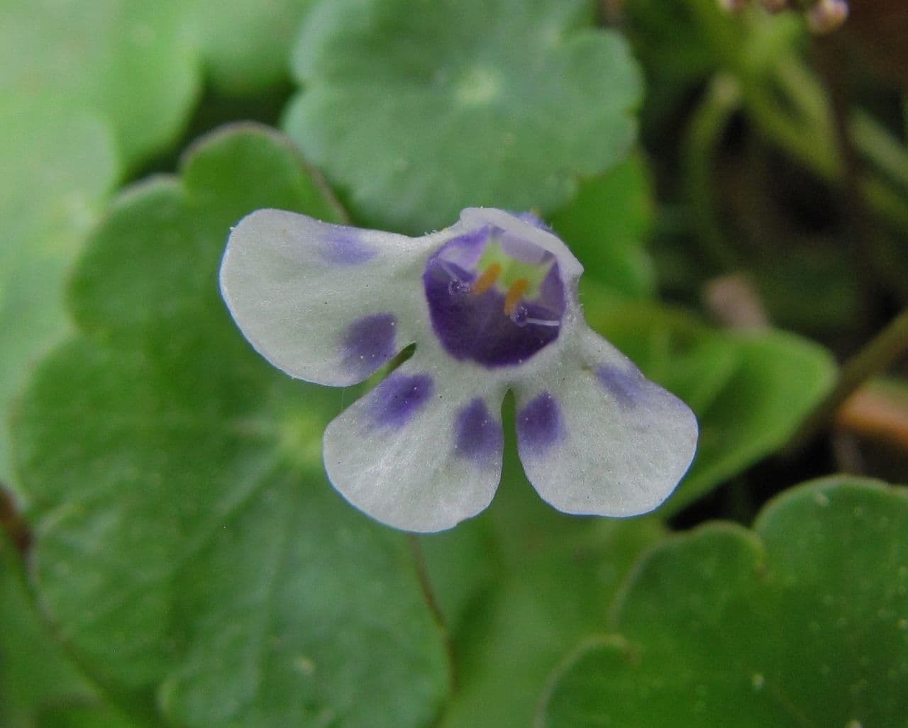 Lindernia grandiflora 2