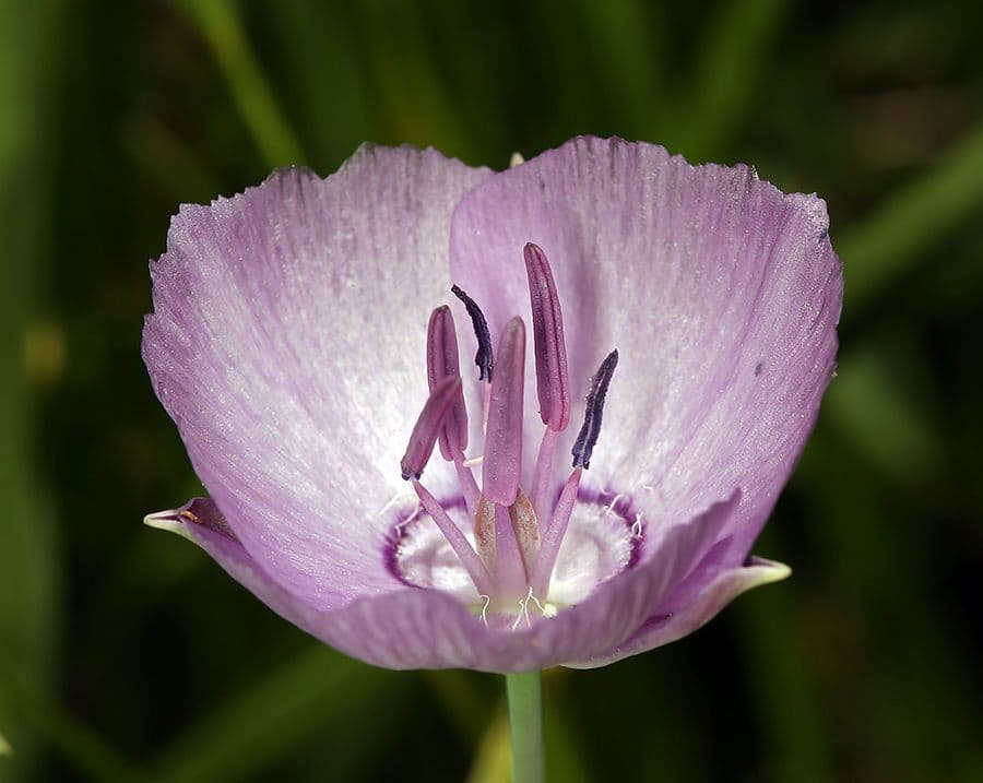 Calochortus 2