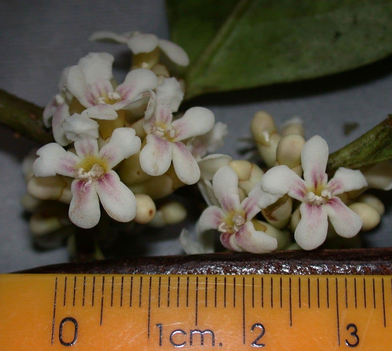 Schlegelia parviflora 6