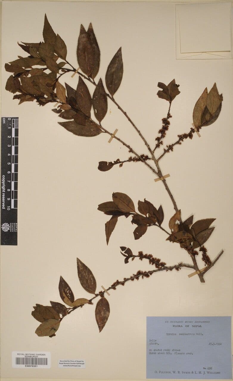 Myrsine semiserrata 6