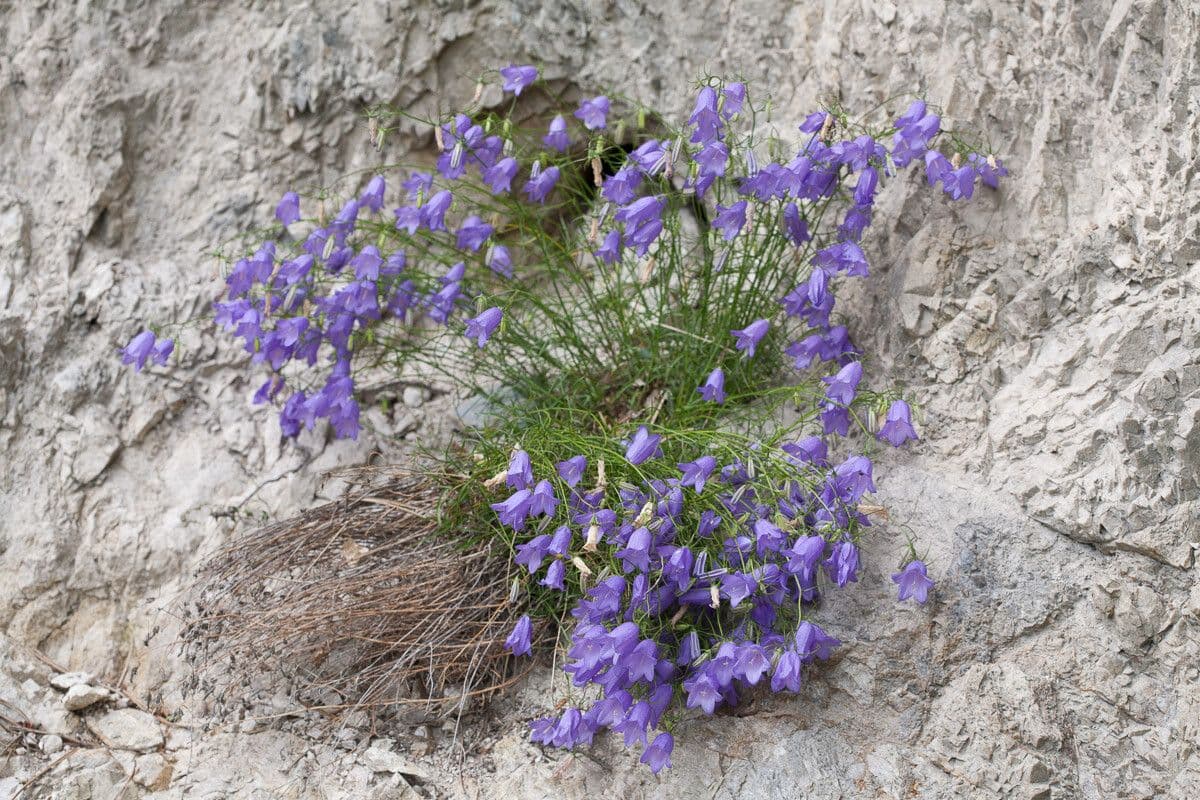 Campanula 3