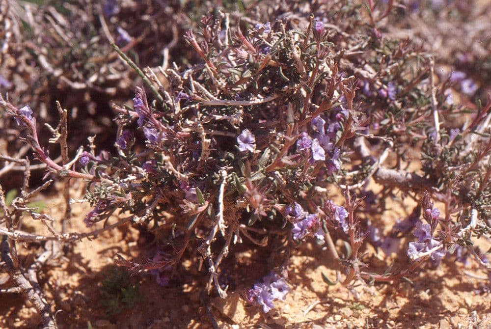 Echiochilon 5