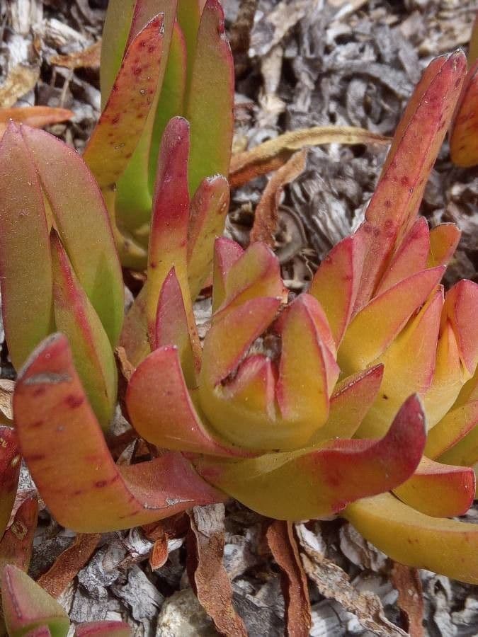 Fico degli Ottentotti