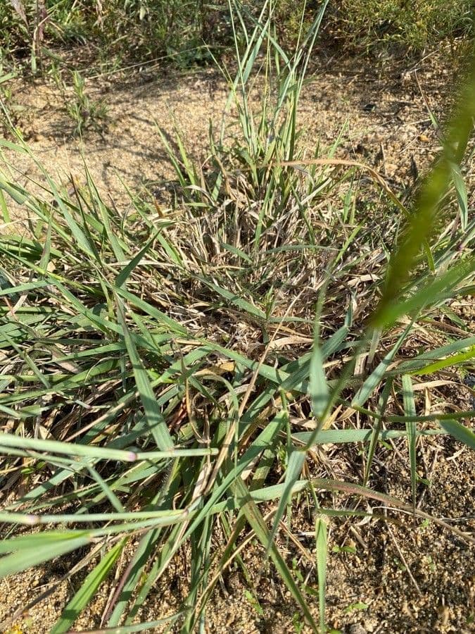 Eragrostis 13
