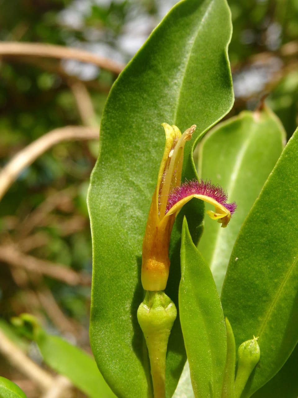 Bontia 3