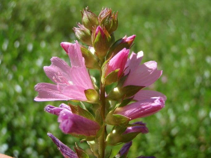 Sidalcea Cusicka