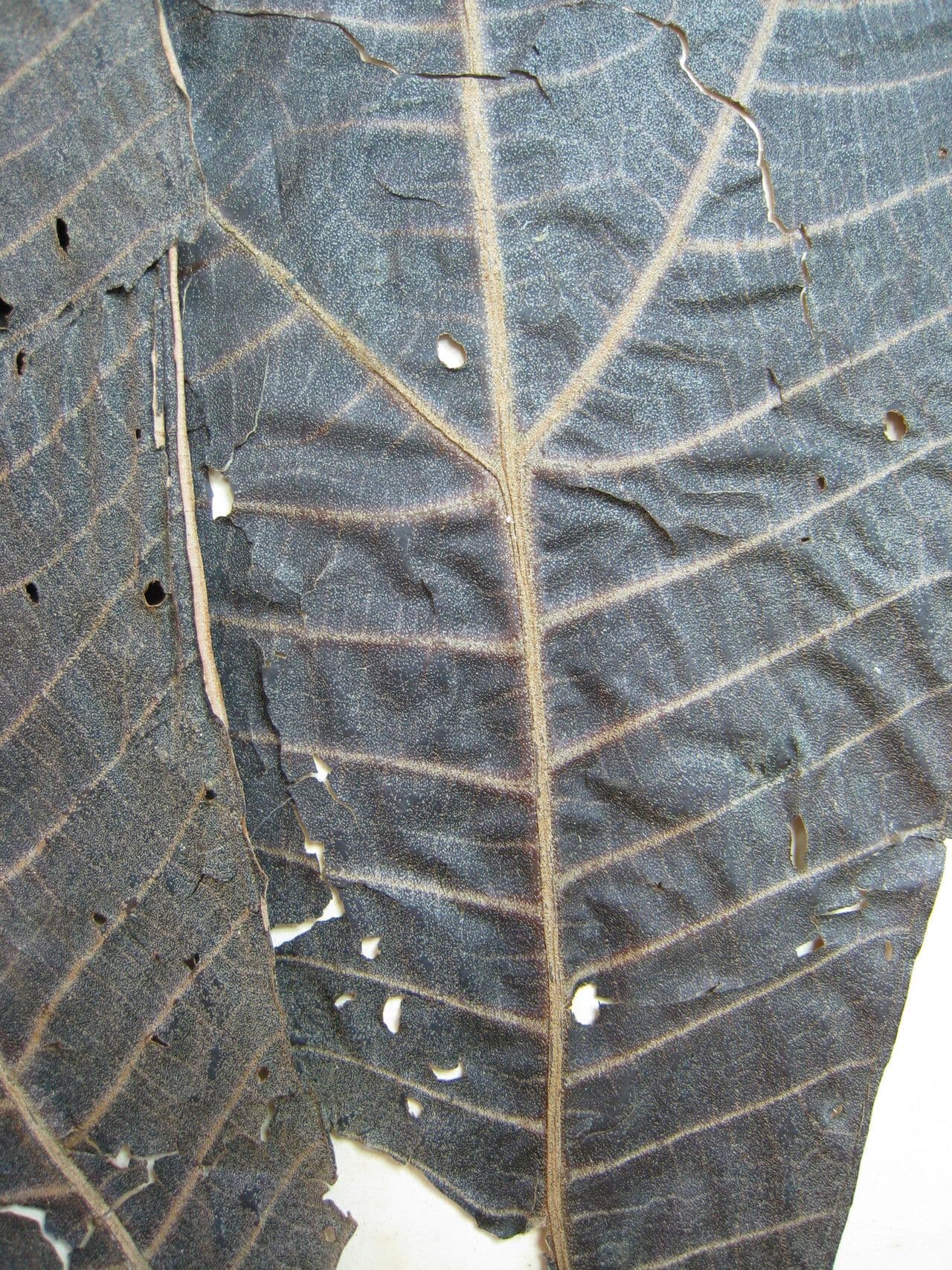 Miconia 7