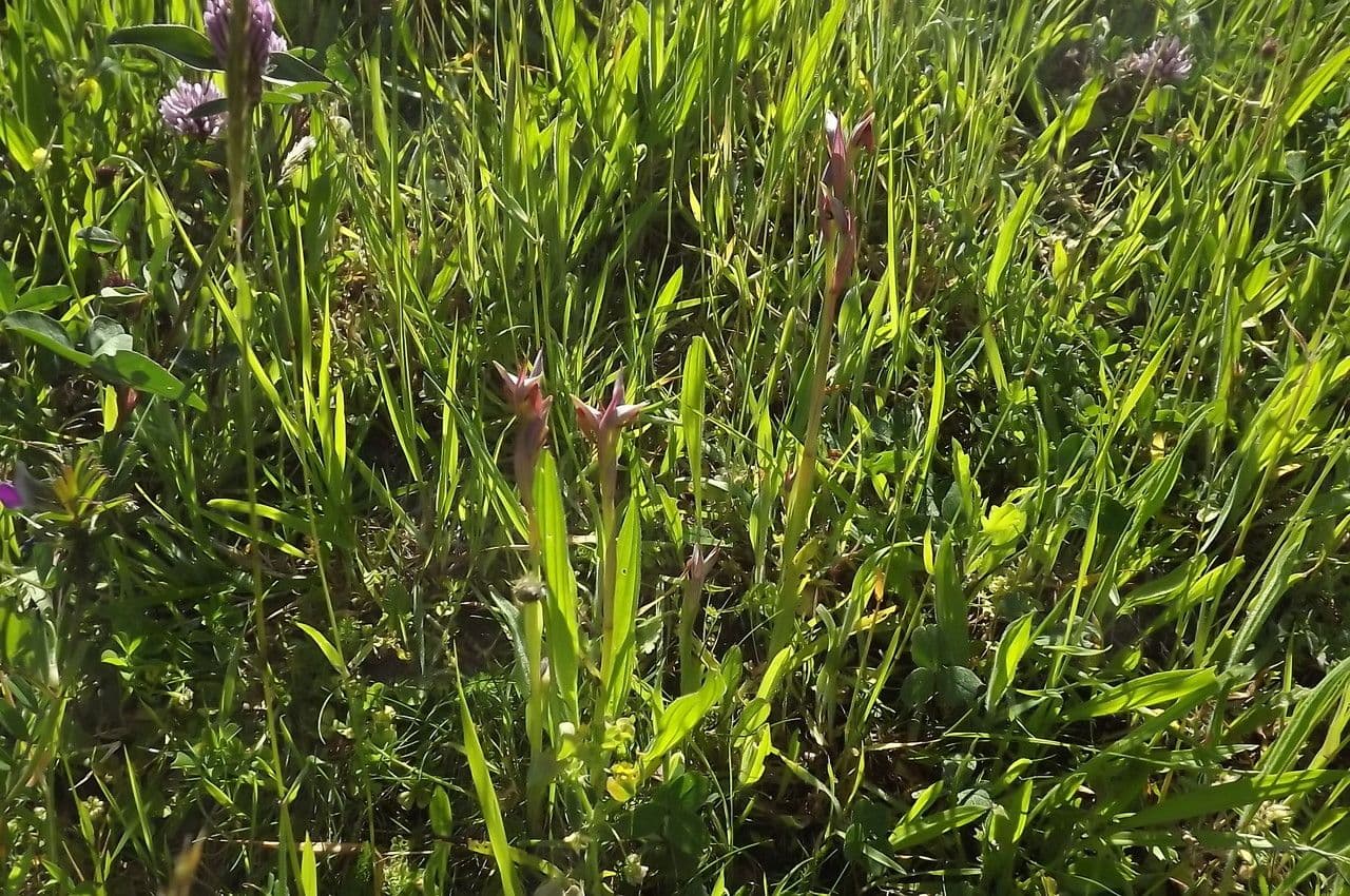 Serapias parviflora 14