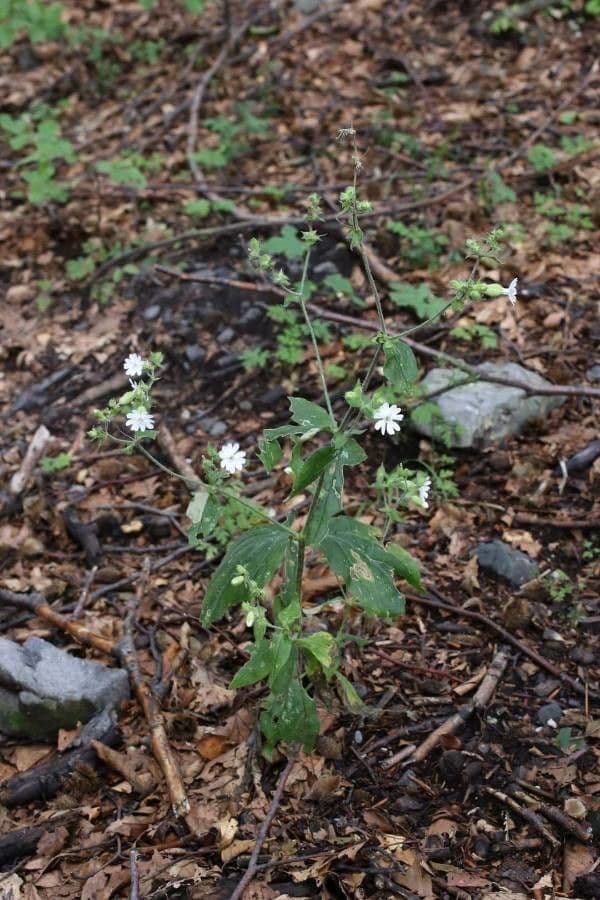 Schmierblume 3