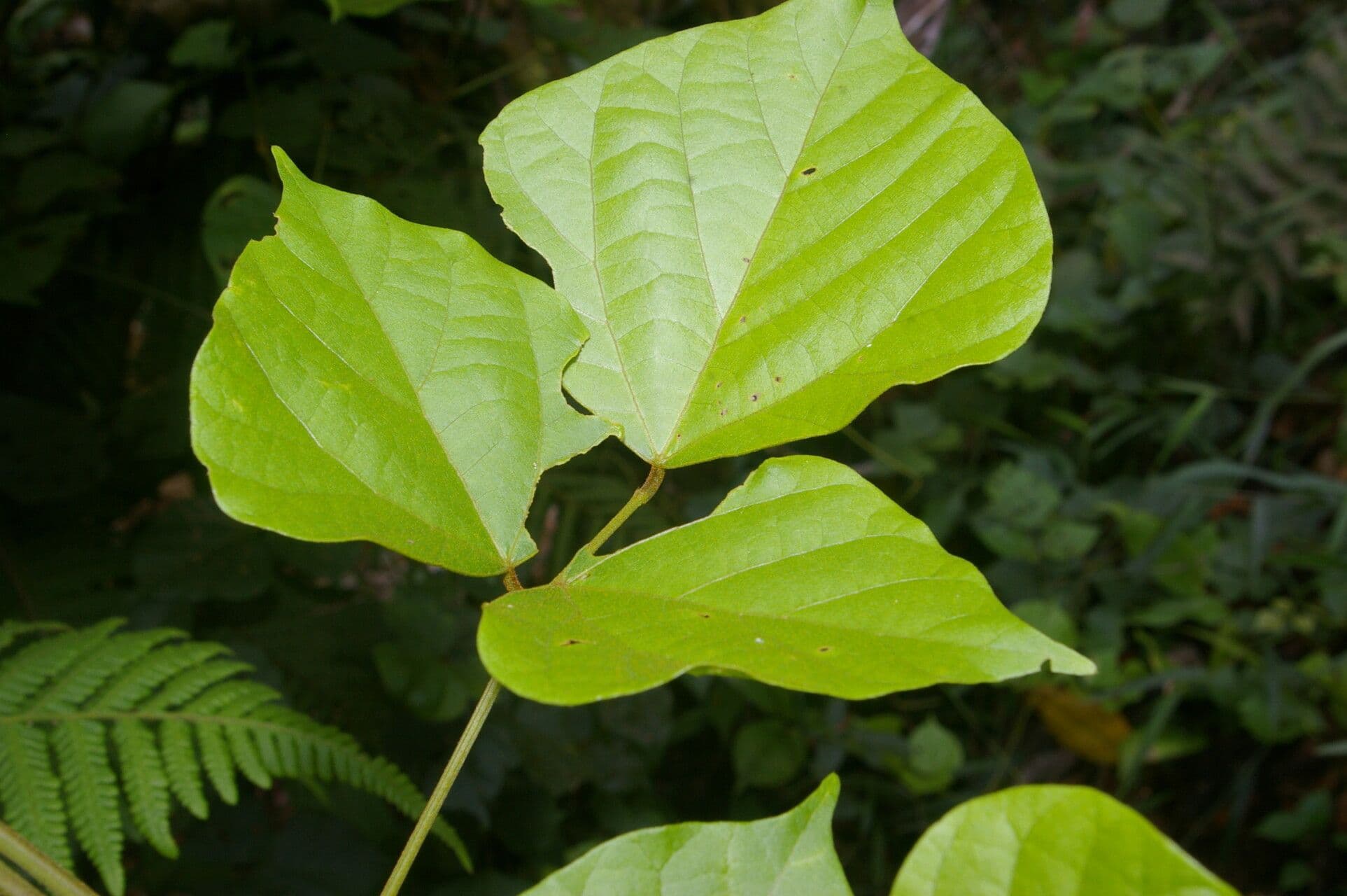 Rhynchosia 10