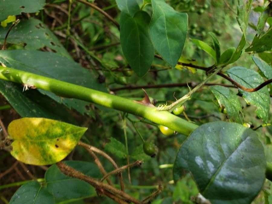 Rosa multiflora 23