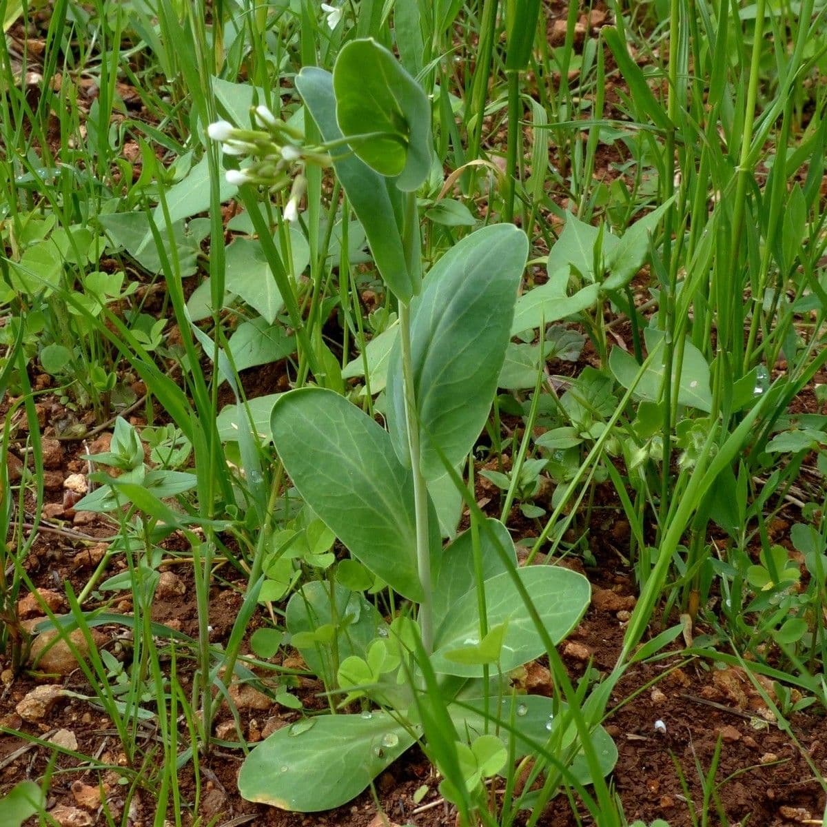 Conringia orientale 11