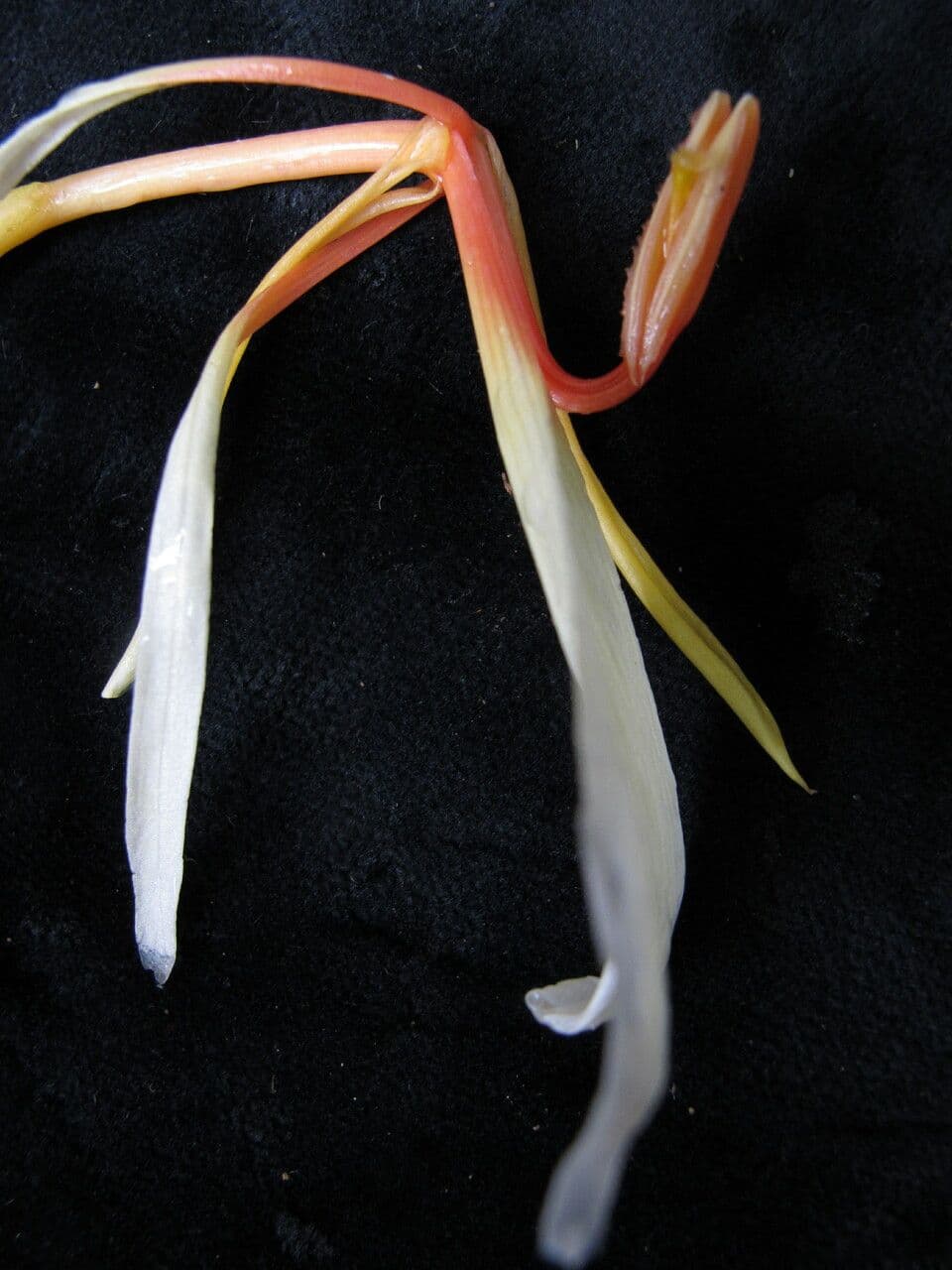 Hedychium 9