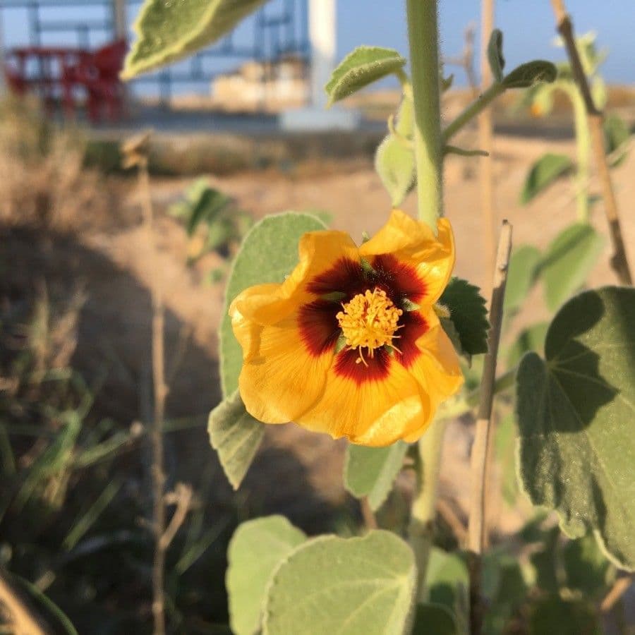 Abutilon 6