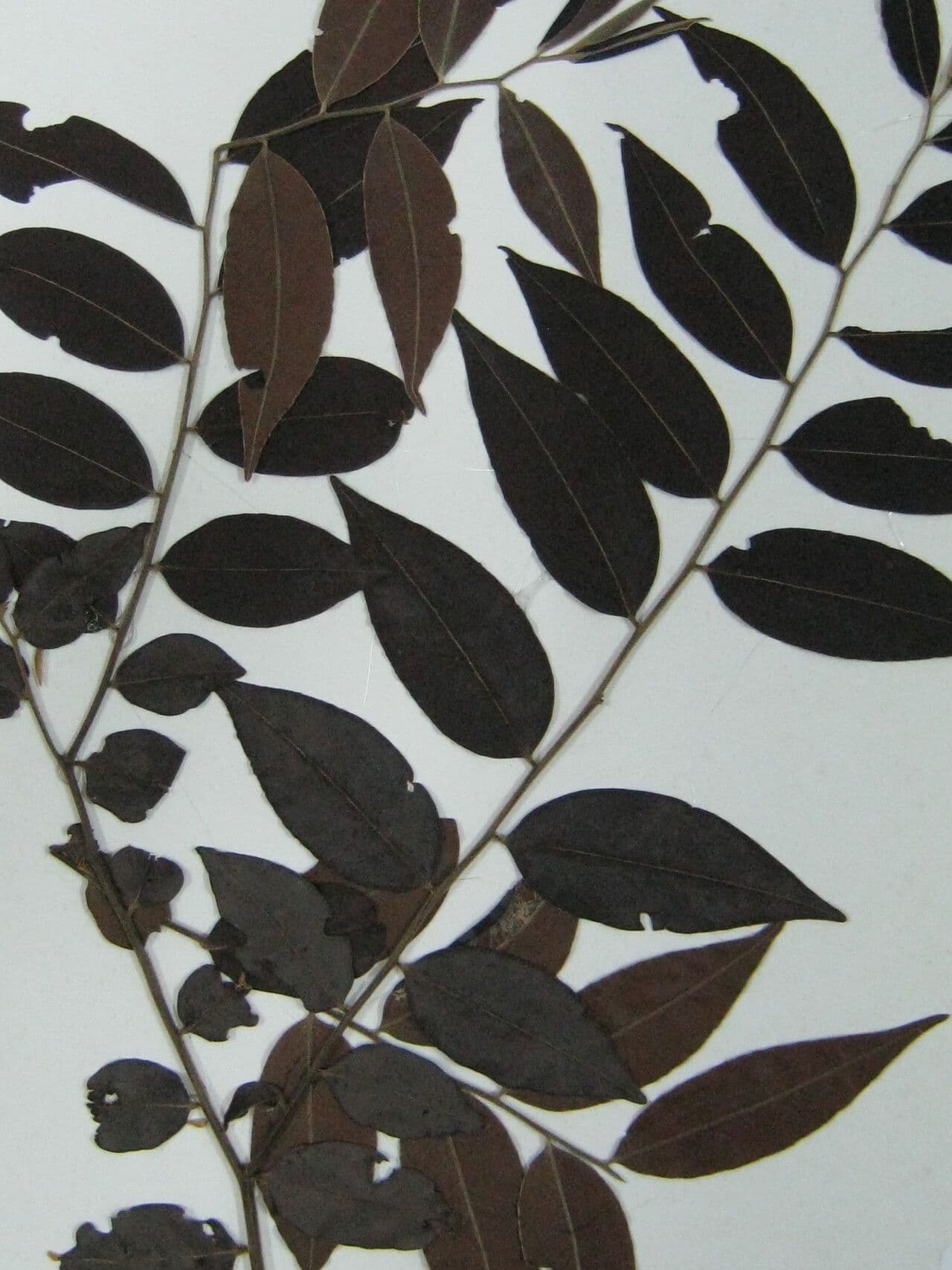 Diospiro sericeo