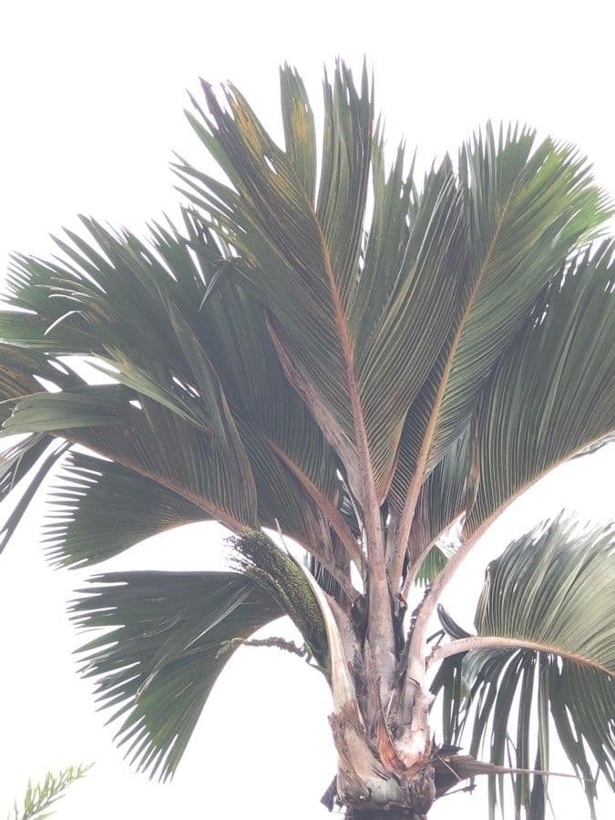 Borsig-Palme 10