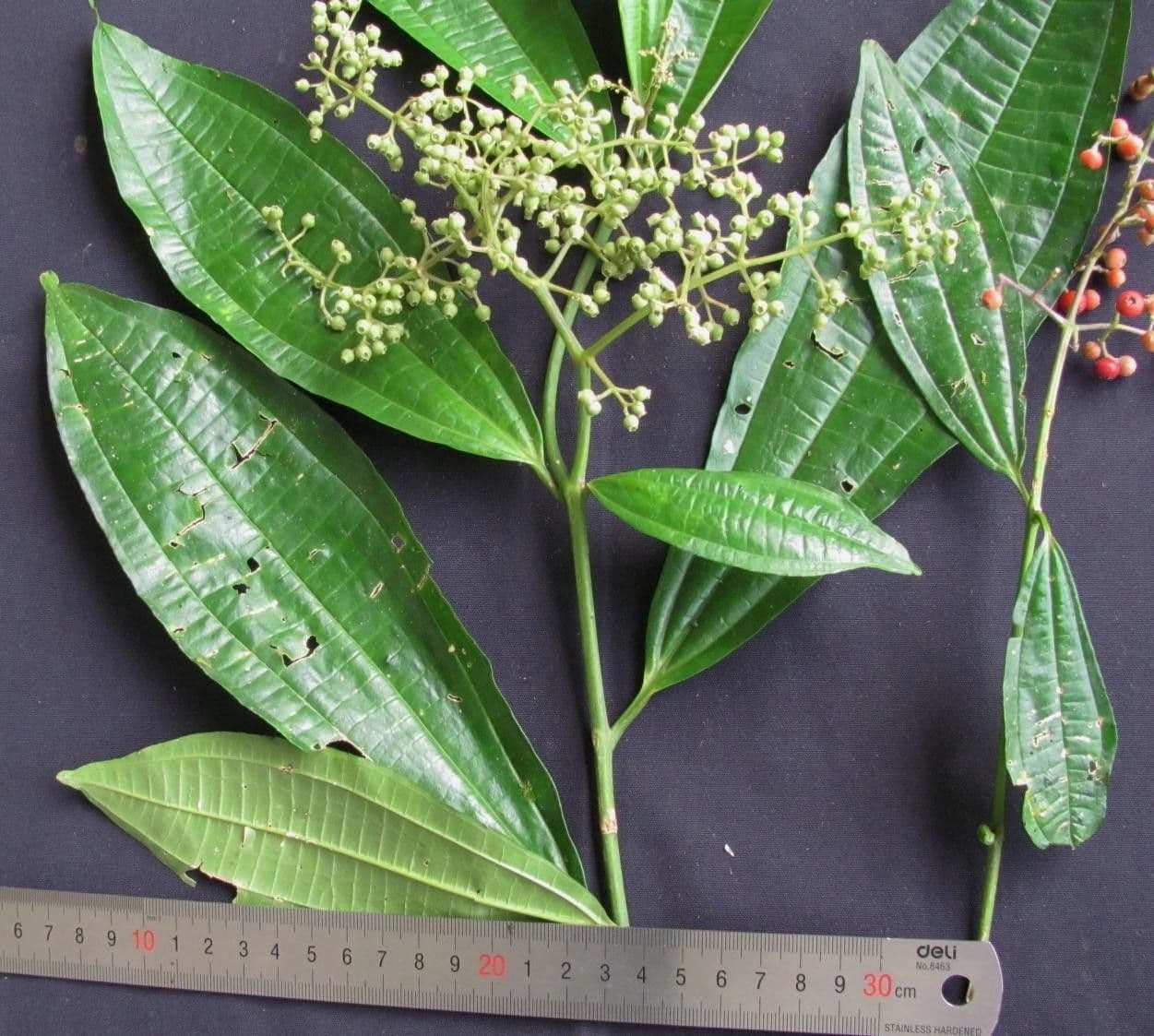 Miconia 18