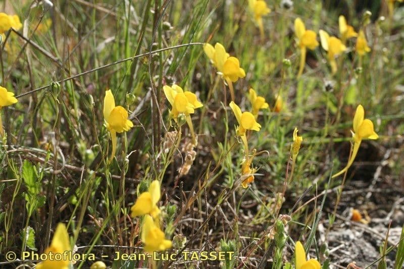 Linaria 6