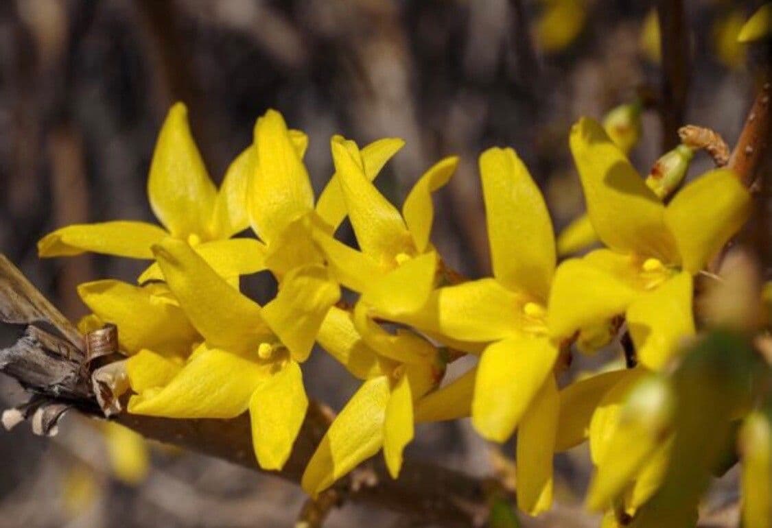 Forsythia