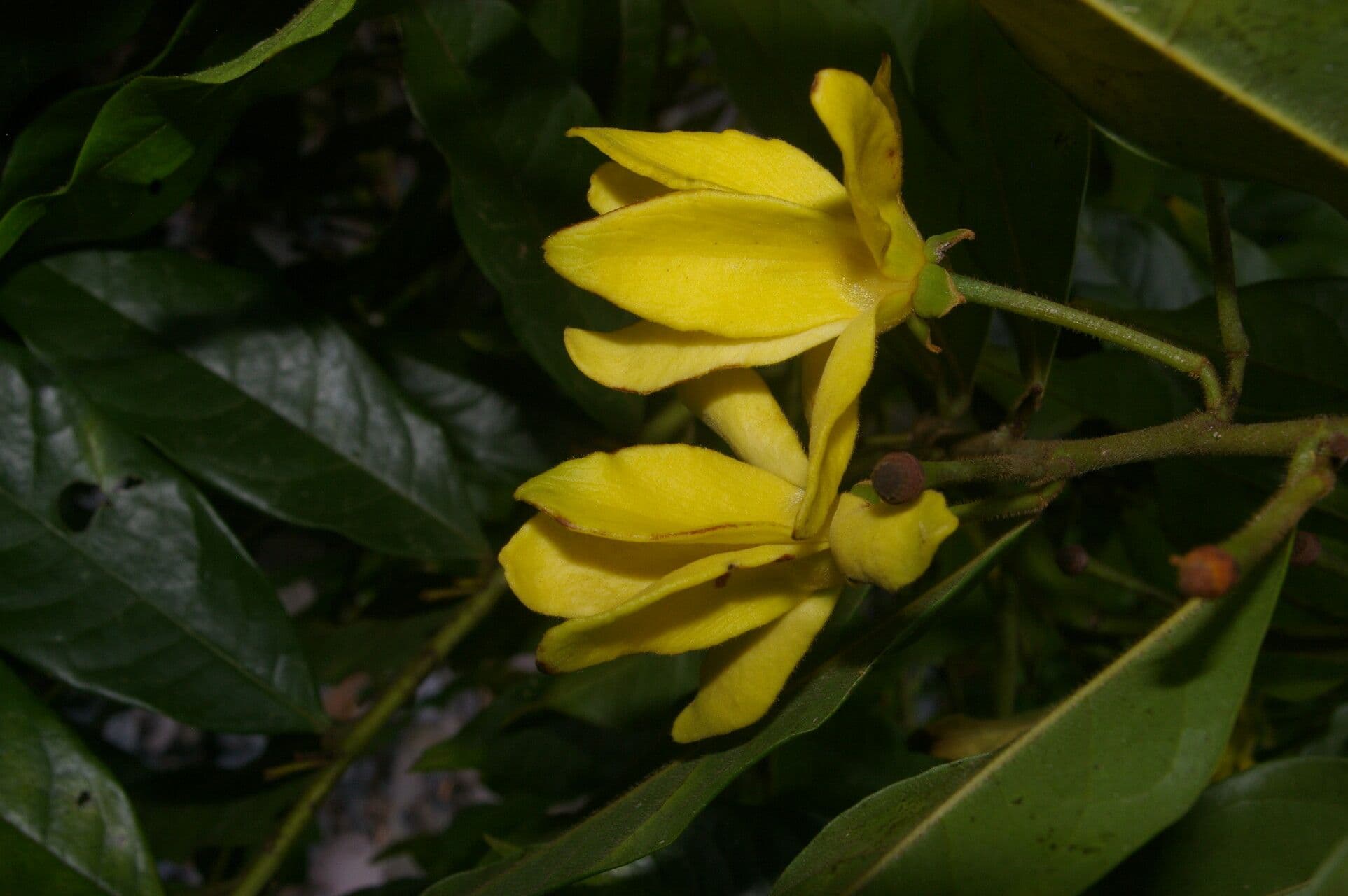 Guatteria 7