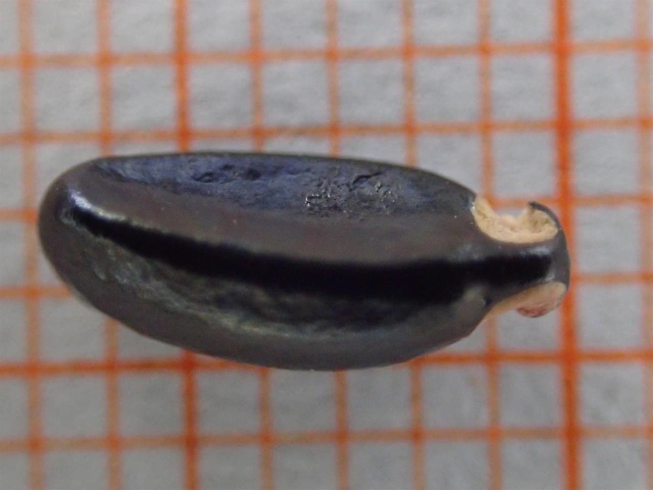 Bosso sempreverde 27