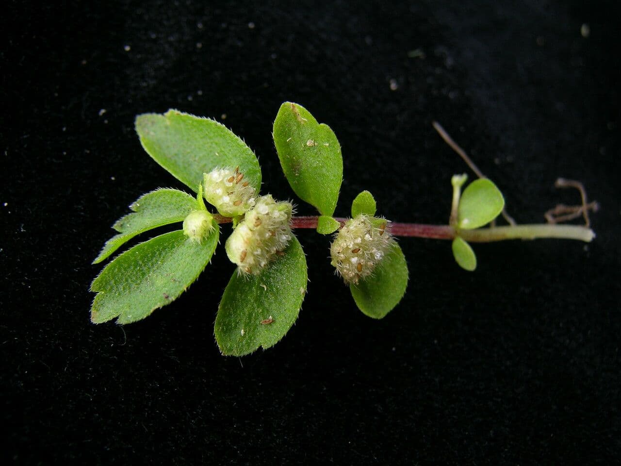 Elatostema obtusum 4