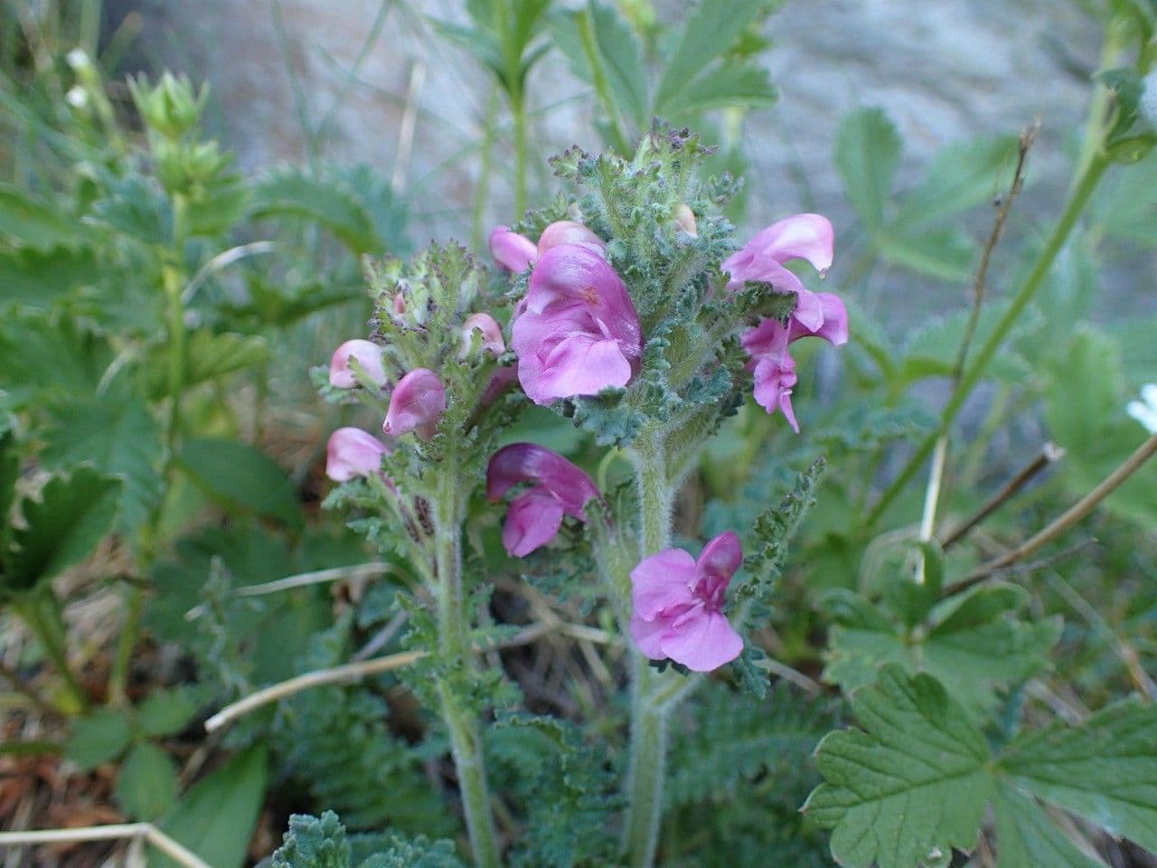 Pedicularis gyroflexa 8