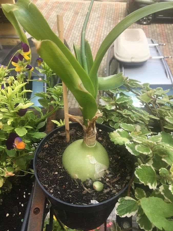 Albuca 22