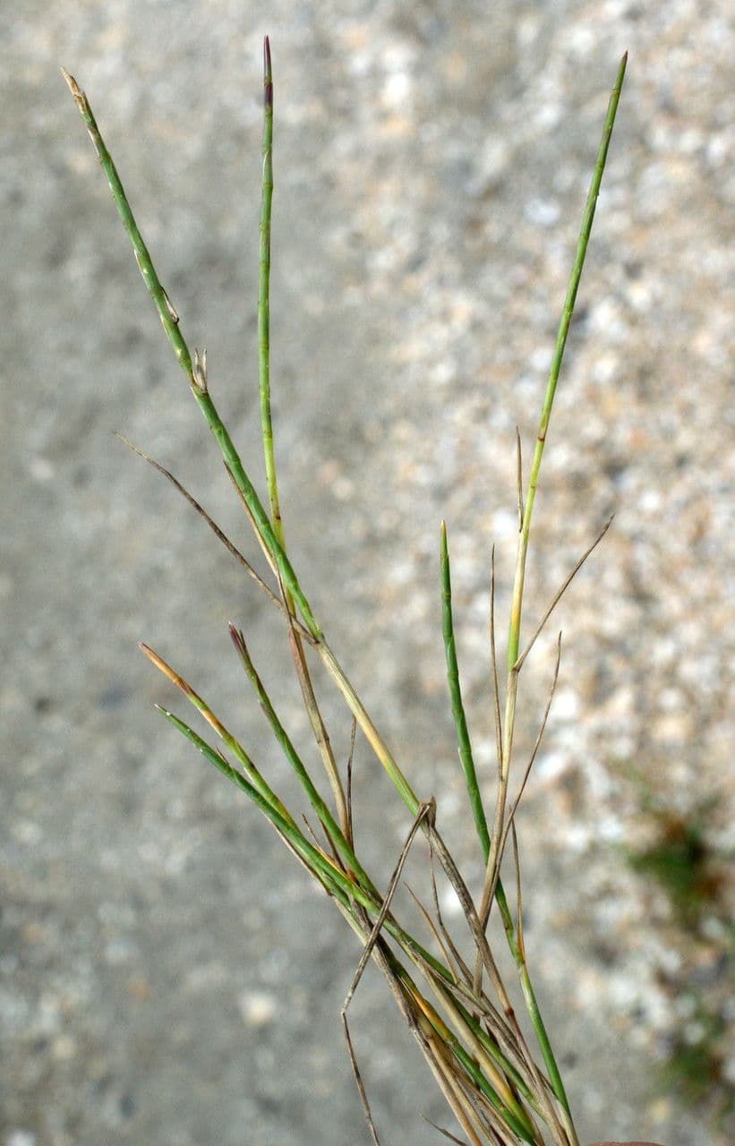 Parapholis strigosa 4