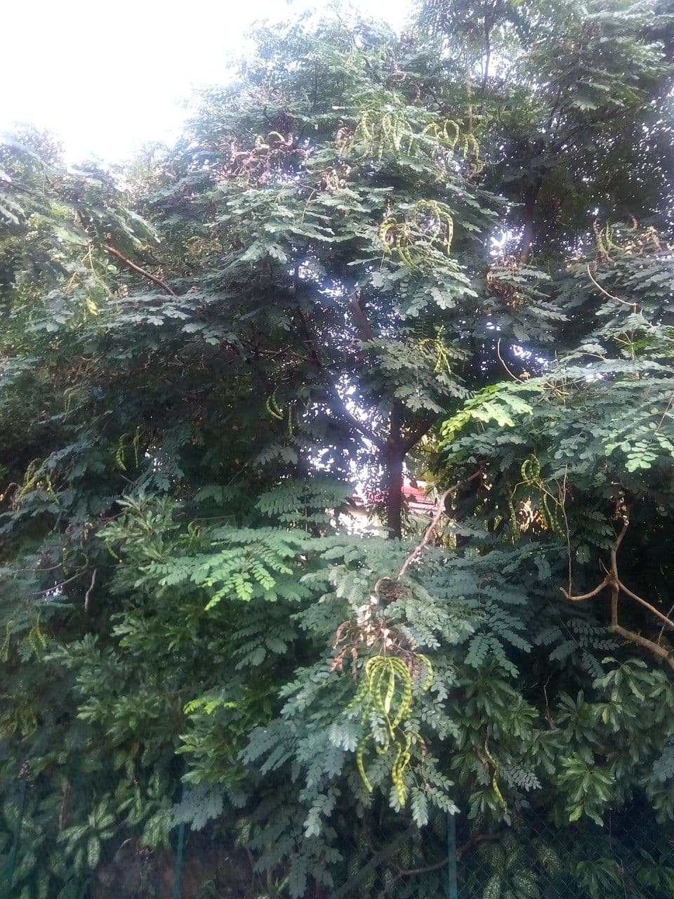 Korallenbaum 12