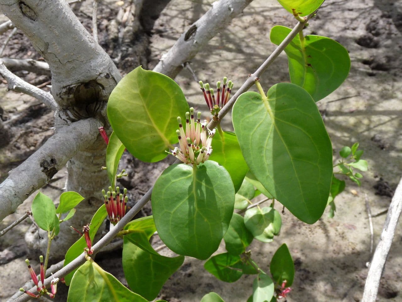 Tapinanthus 14