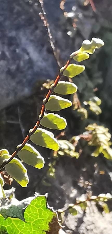 Erba rugginina 6