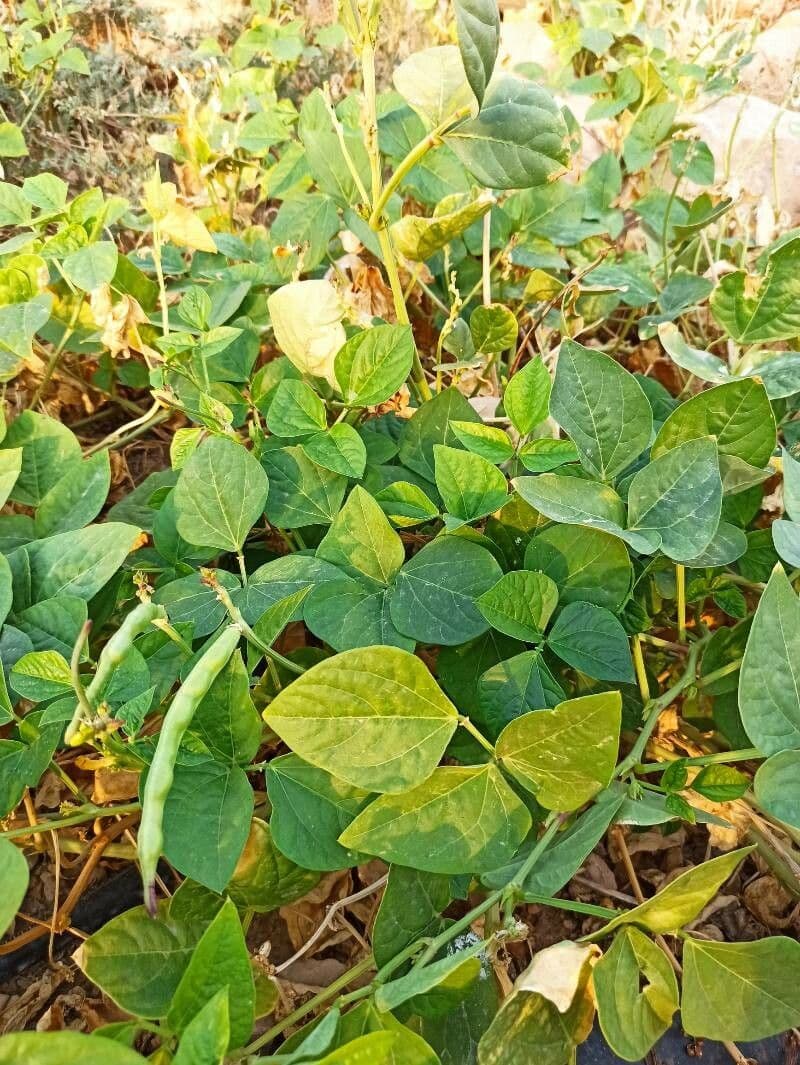 Cornille 23
