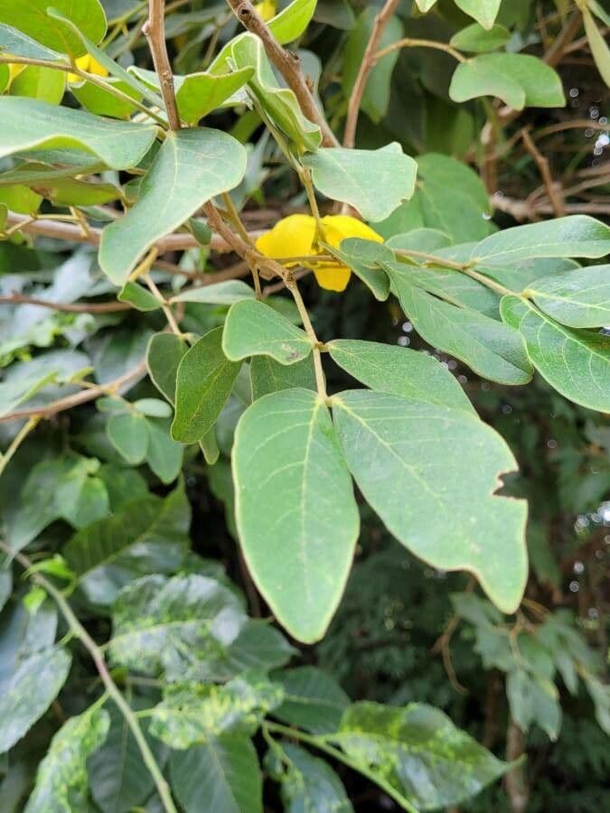 Senna 7