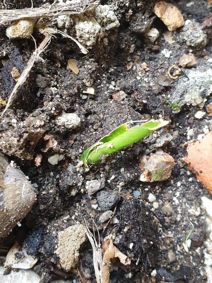 Aloe