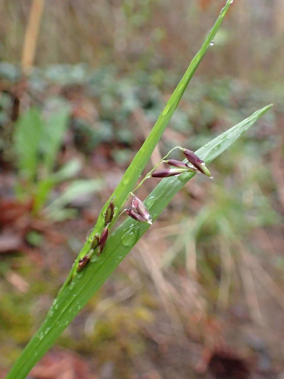 Erba perla pendula 24