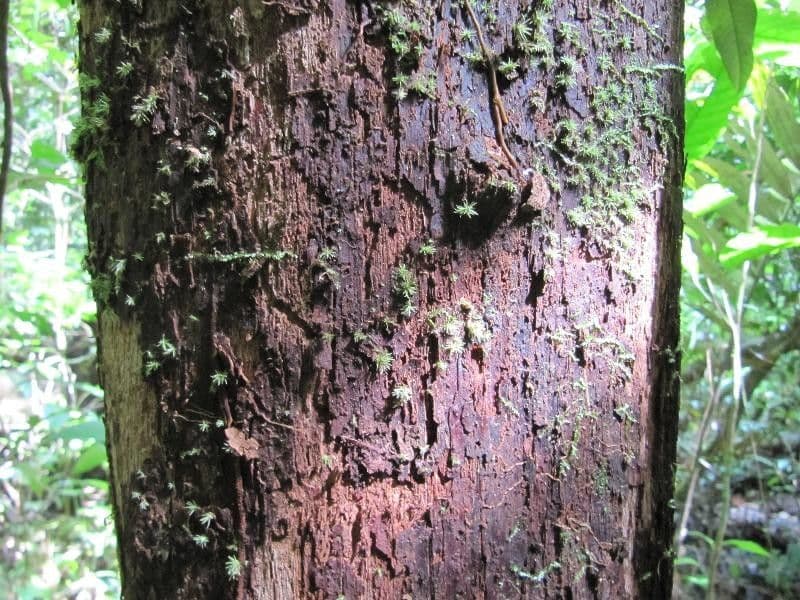 Pouteria 2