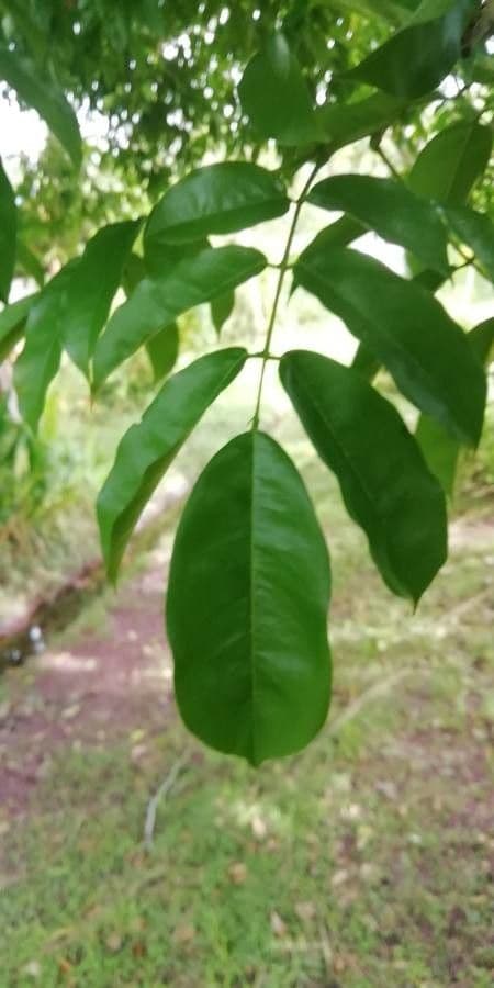 Andira inerme 10