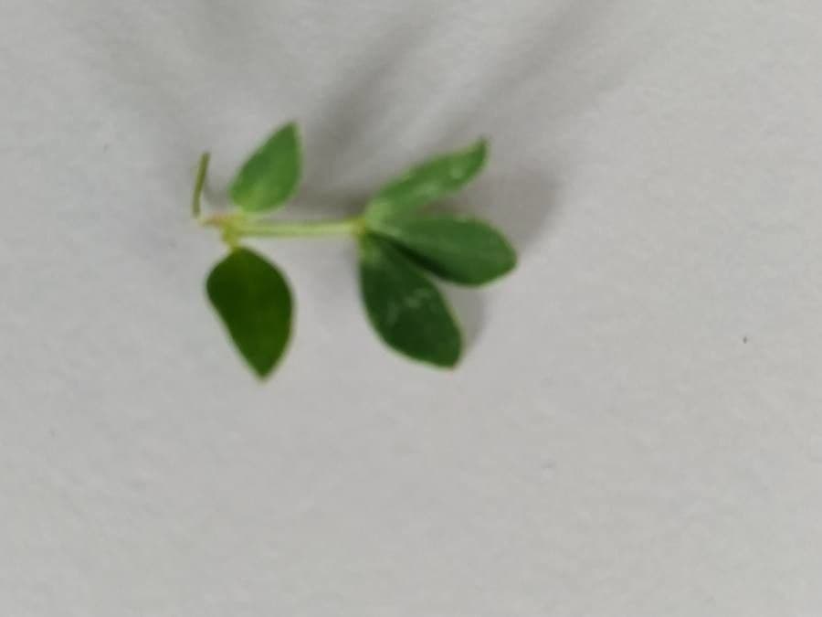 Lotier corniculé 20