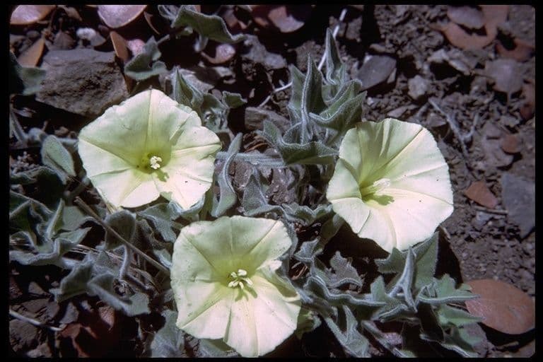 Calystegia finta della Sierra 6