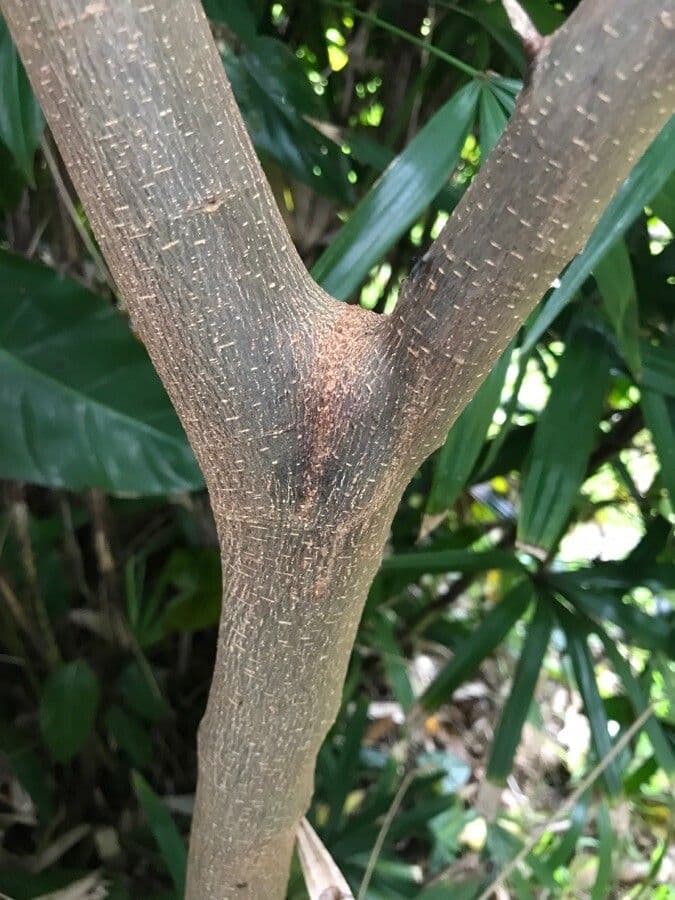 Celtis sinensis 20