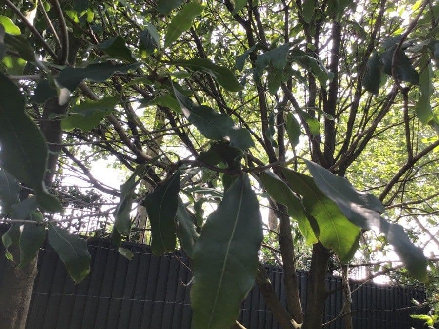 Magnolia