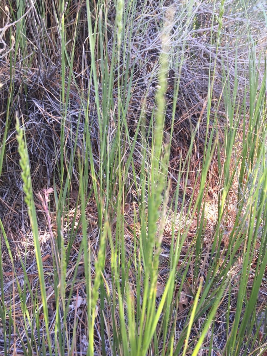 Leymus triticoides 9