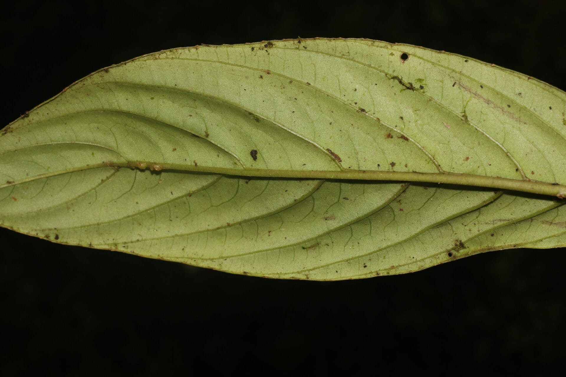 Besleria notable 6